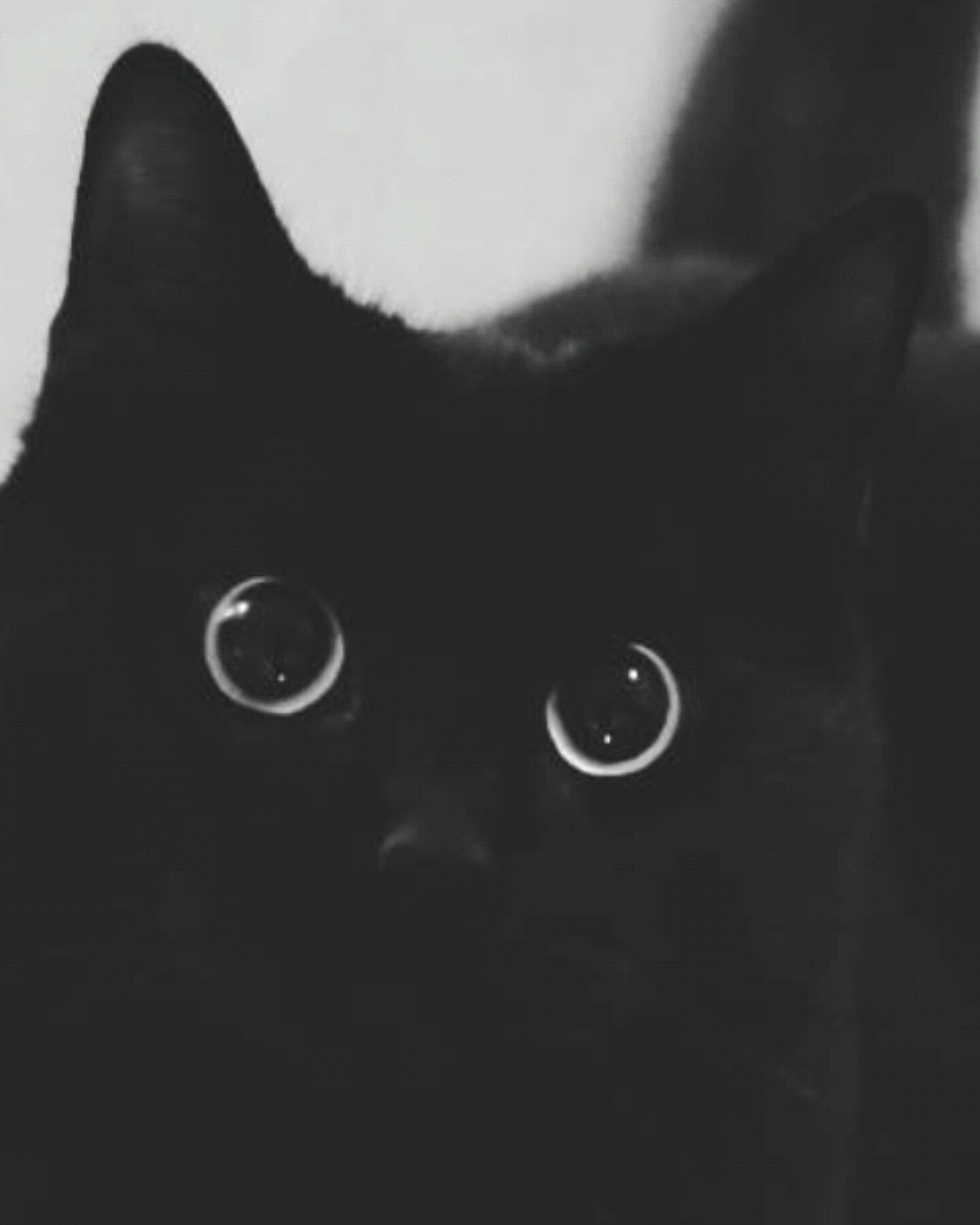 black cat with moon eyes